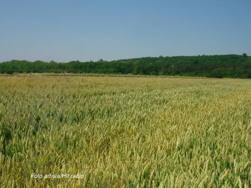 Zakup državnog poljoprivrednog zemljišta u Golupcu