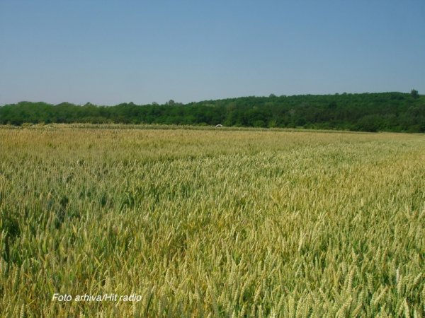 Zakup državnog poljoprivrednog zemljišta u Golupcu
