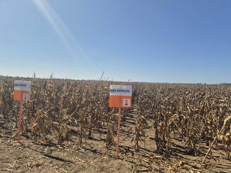 Na oglednim parcelama u Ljubičevu i Zabeli predstavljeno 48 hibrida kukuruza