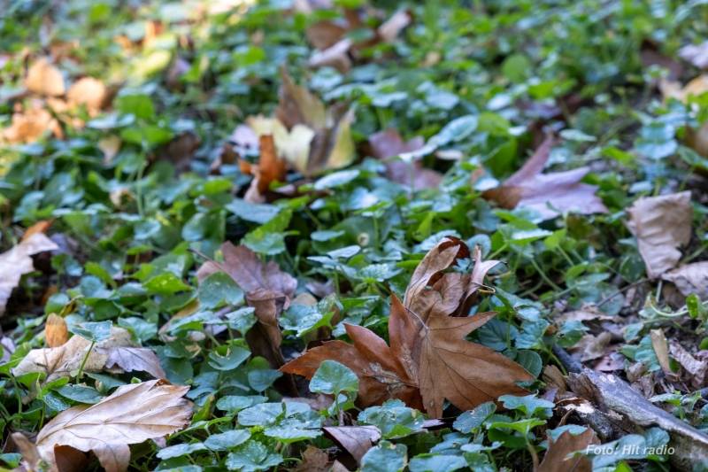 U Srbiji povremena kiša i pojačan vetar, u Požarevcu do 21 stepen