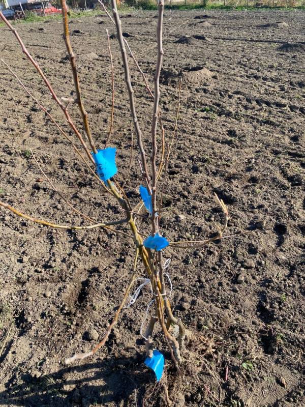 Novembar – pravo vreme za sadnju voća