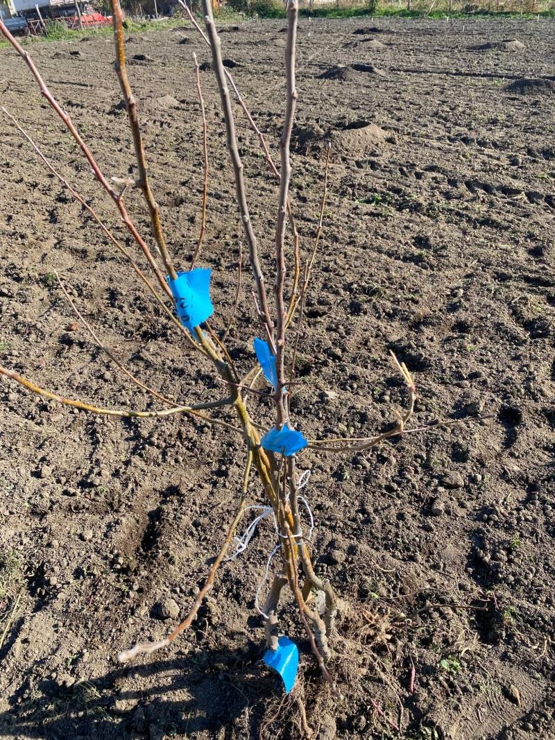 Novembar – pravo vreme za sadnju voća