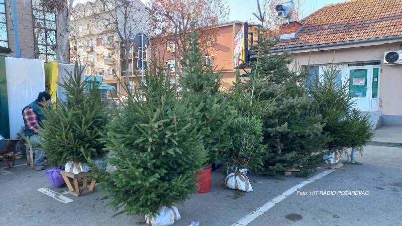 Novogodišnje jelke stigle u Požarevac, prodaja traje do kraja godine