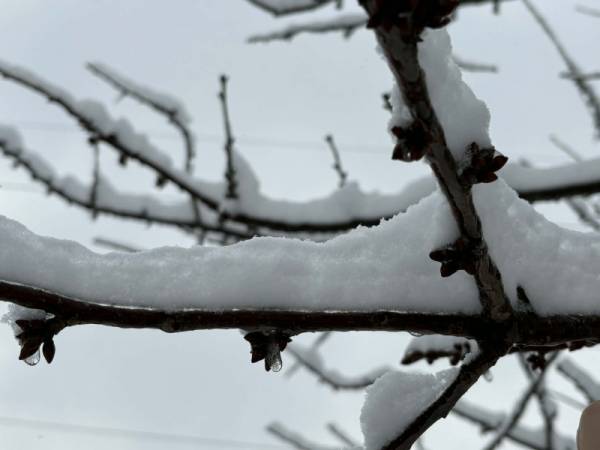 Sneg štiti voćke tokom zimskog mirovanja, oprez potreban kod mladih sadnica