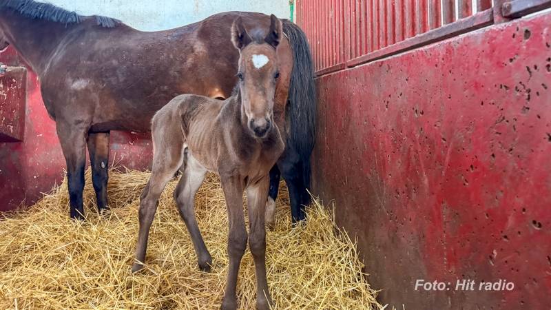 Na ergeli Ljubičevo rođeno prvo ždrebe u ovoj godini