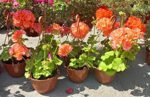 Festival cveća u Kostolcu 25. aprila