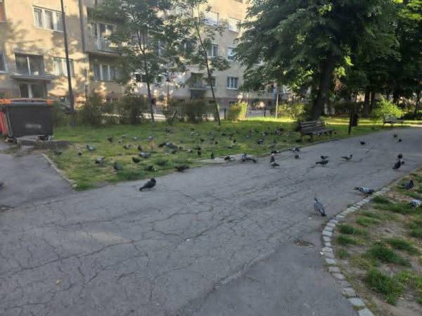Komunalne službe Požarevac: Ne hranite golubove u Gradskom parku