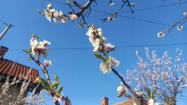 Voćnjaci u osetljivoj fazi