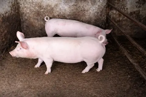 Skok cene prasadi i jagnjadi u Požarevcu: do 150 dinara više nego prošle nedelje