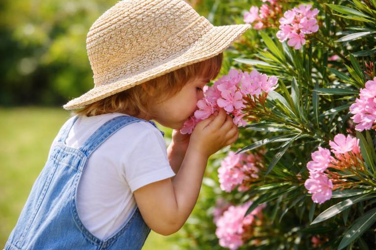 Opasne biljke u dvorištu: Jedan list oleandera može biti koban za dete