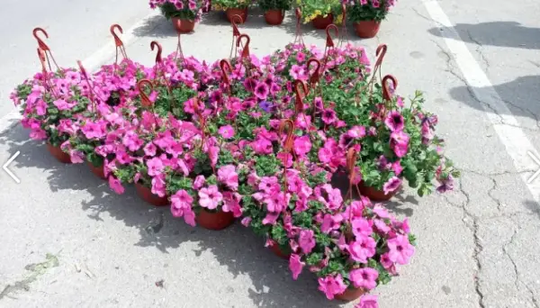 Dani cveća i meda 26. i 27. aprila u Kusiću i Velikom Gradištu