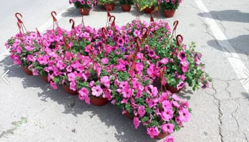 Dani cveća i meda 26. i 27. aprila u Kusiću i Velikom Gradištu