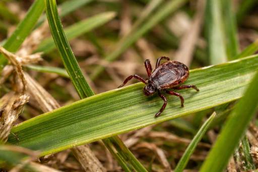 Koliko su krpelji opasni i kako se zaštititi na vreme?