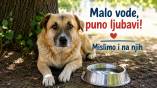 Velike vrućine nisu opasne samo za ljude: Jedna činija vode može pomoći napuštenim životinjama