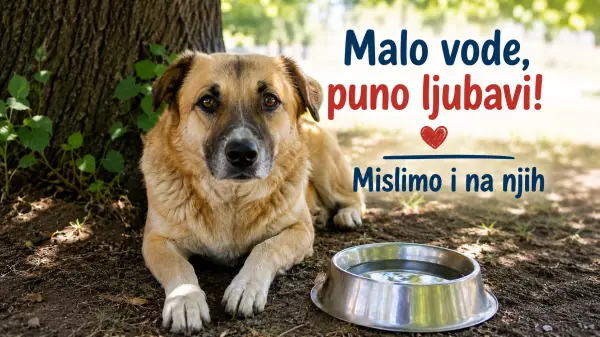 Velike vrućine nisu opasne samo za ljude: Jedna činija vode može pomoći napuštenim životinjama