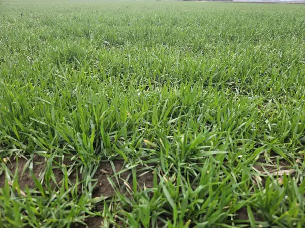 Usevi pšenice u Braničevskom okrugu u dobroj kondiciji