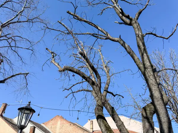 Do 16 stepeni u Požarevcu, dan pretežno oblačan