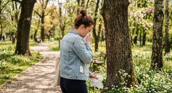 Visoka koncentracija polena tuje i čempresa u vazduhu iznad Požarevca