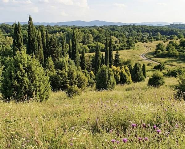 Povišene koncentracije polena u Požarevcu: dominiraju tuja i čempres