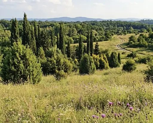 Povišene koncentracije polena u Požarevcu: dominiraju tuja i čempres