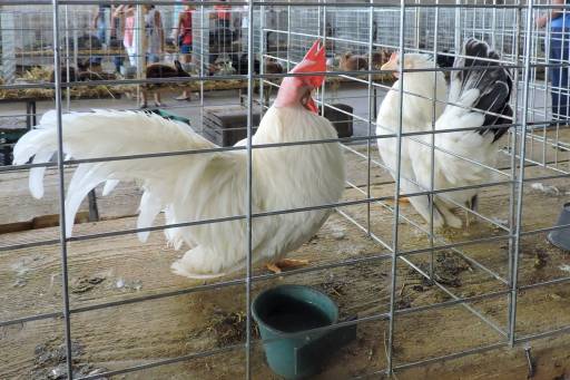 Ptičji grip u regionu: Srbija pojačala nadzor, nema potvrđenih slučajeva