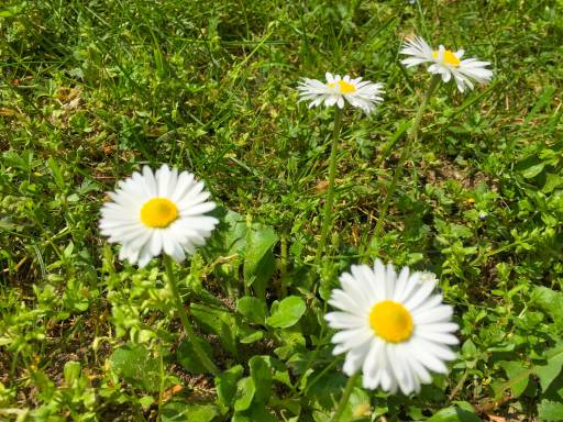 Danas u 15.46 časova počinje proleće