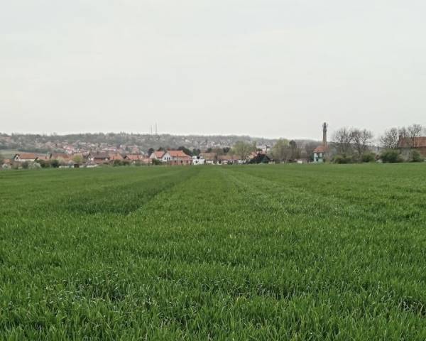 Kiša pogodovala usevima u Požarevcu, ali raste rizik od bolesti