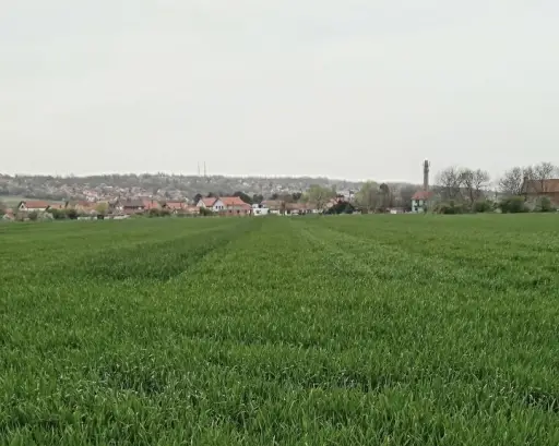 Kiša pogodovala usevima u Požarevcu, ali raste rizik od bolesti