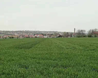 Kiša pogodovala usevima u Požarevcu, ali raste rizik od bolesti