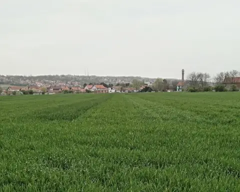 Kiša pogodovala usevima u Požarevcu, ali raste rizik od bolesti
