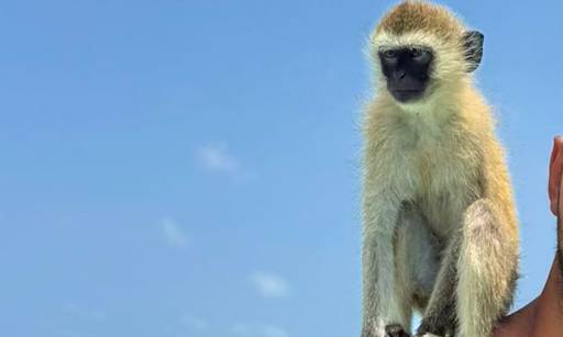 Majmuni imaju “čudne rituale” da testiraju prijateljstva