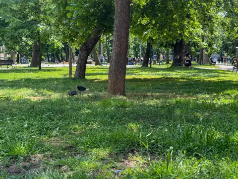 U subotu tretman protiv komaraca u Požarevcu