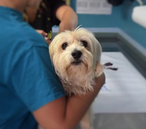 JKP „Komunalne službe“ poziva veterinarske ambulante da se uključe u program sterilizacije pasa i mačaka