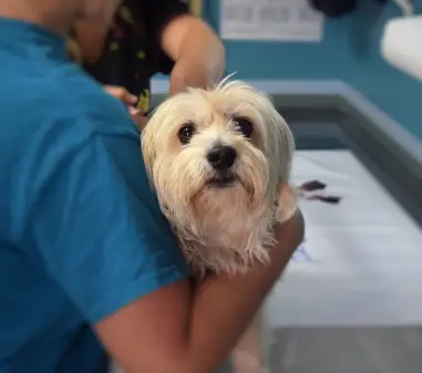 JKP „Komunalne službe“ poziva veterinarske ambulante da se uključe u program sterilizacije pasa i mačaka