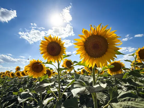 Danas svežije i promenljivo, za vikend sunčano: Kakvo vreme donosi avgust